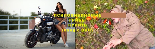 стаф Алзамай